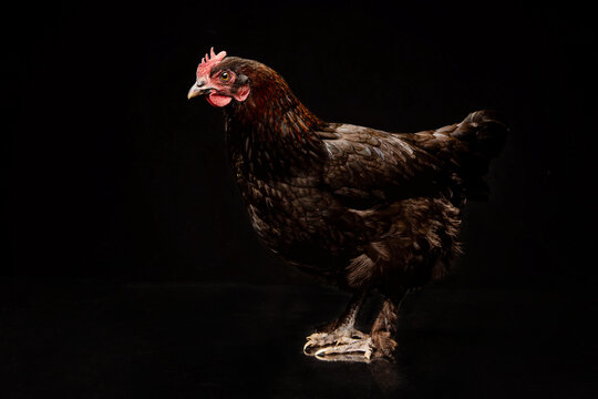 Chicken in a studio