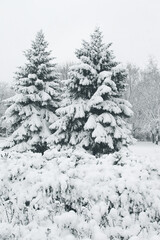 Winter snowy pine Christmas tree scene. Calm blurry snow flakes winter background with copy space. Winter is coming New year.