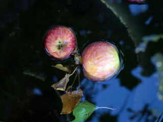 Red apples floating in dark water in a barrel.  Focus on apples, highlights on water out of focus