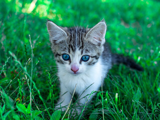 Naklejka na ściany i meble Little cute white and grey kitten with green eyes sits on the grass in summer