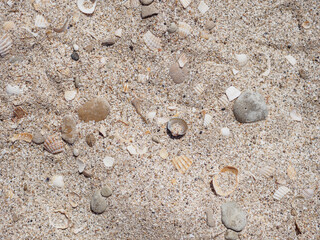 Fototapeta na wymiar Top view of seashells on the sand on a sunny day. Natural background of marine nature. Sea vacation concept. Copy space. Flat lay.