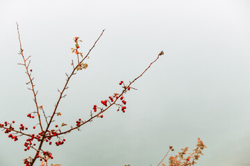 red autumn leaves