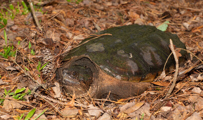 Big turtle stopped on leaves for a photo