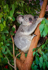Young Koala Bear Clinging to Tree Branch