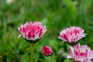 Bellis flowers close up pink with white flecks
