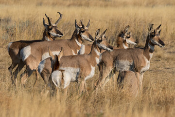 Pronghorn antilope kudde