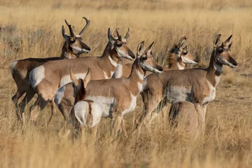  Pronghorn antilope kudde © Northern Desert 