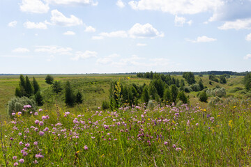A field and meadow overgrown with flowers, a ravine and trees in the distance is a Russian landscape in the Ulyanovsk region.