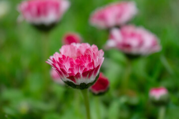 Obraz na płótnie Canvas Bellis flower close-up of hot pink color
