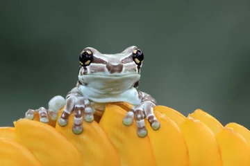 Foto op Canvas Tiny amazon milk frog on branch, Panda Bear Tree Frog, animal closeup © kuritafsheen