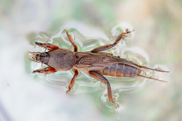 Harmful insect, an earthen agricultural pest. Floating on water