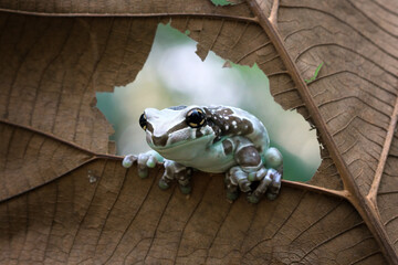 Tiny amazon milk frog on branch, Panda Bear Tree Frog, animal closeup