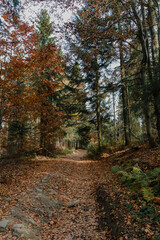 autumn in the forest
