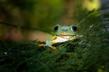 Flying frog on branch, beautiful tree frog on green leaves