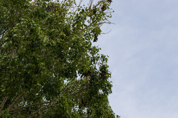 bats hunting and hanging on tree