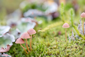 Small brown mushroom in a crowberry bushes in the finland forest
