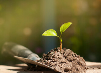 green sprout with ground on the shovel in the nature background