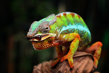 Chameleon panther catching an insect on dry leaves