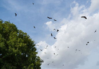 bats hunting and hanging on tree