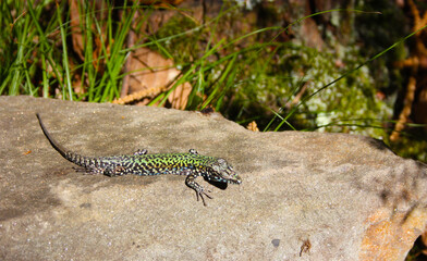 common mediterranean lizard on a pebble in the rock