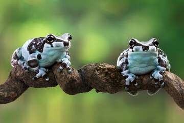Tiny amazon milk frog on branch, Panda Bear Tree Frog, animal closeup
