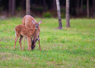 Deer fawn and mother