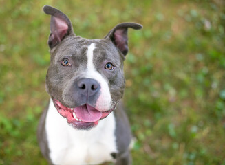 A happy Pit Bull Terrier mixed breed dog looking up