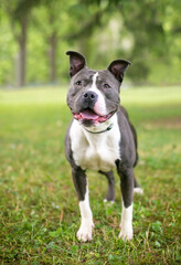 A happy Pit Bull Terrier mixed breed dog standing outdoors