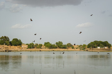 bats flying over lake