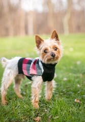 A Yorkshire Terrier mixed breed dog wearing a sweater