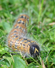 Caterpillar in the grass
