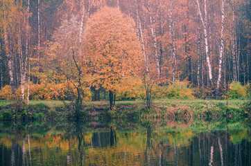 Autumn Forest in Water Reflexion