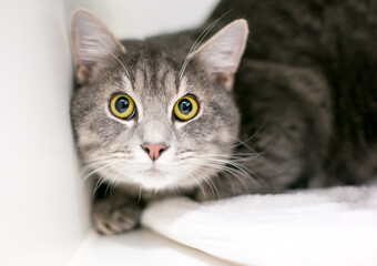 A wide-eyed tabby cat with dilated pupils