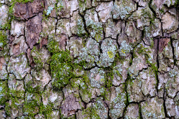 Extreme close up of rough bark and moss on a tree trunk forming a pattern