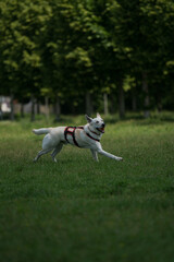 Dog in the Park