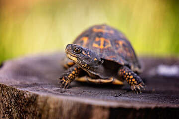 Box turtle