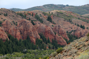 Fototapeta na wymiar Pine Canyon near Croydon, Utah.