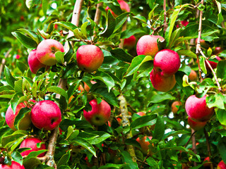 Erntereife Äpfel am Baum