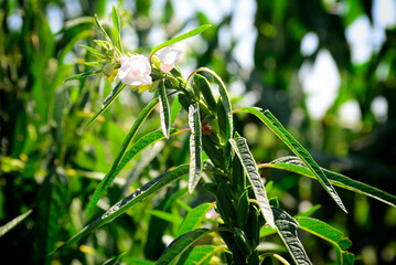 blooming sesame seeds on the field. Ripe sesame seeds.