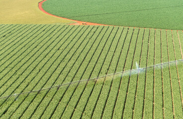Milho irrigado por pivo central.