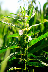blooming sesame seeds on the field. Ripe sesame seeds.