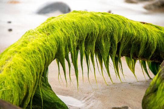 Mossy seaweed on the edge of a branch at the ocean