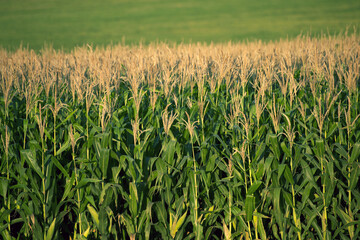 Plantação de milho.