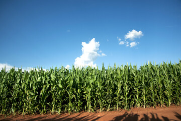 Plantação de milho.