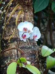 Lindas orquídeas vivendo em árvore