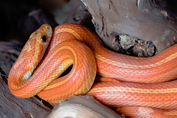Dark background close up of bright and tightly coiled orange corn snake