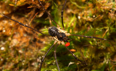 Macro shot of forest spider with parasitic mite on his body.