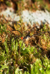 Macro shot of forest spider with parasitic mite on his body.