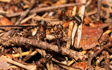 Macro shot of red wood ants. Formica rufa.