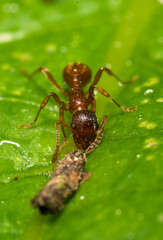 Fototapeta na wymiar Macro shot of red wood ant. Formica rufa.
